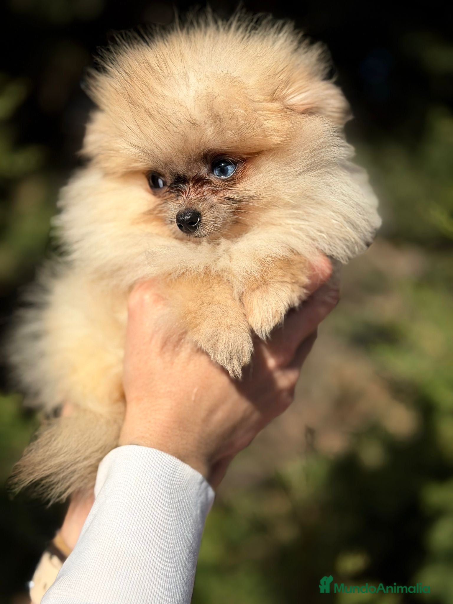 Pomerania perros POMERANIA TOY OJOS DISPARES - Anuncio 18