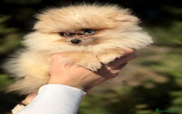 Pomerania perros en venta: POMERANIA TOY OJOS DISPARES - Anuncio 1