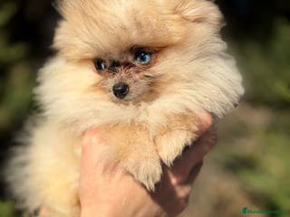 Pomerania perros POMERANIA TOY OJOS DISPARES - Anuncio 20