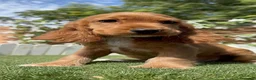 Cocker Spaniel Inglés perros en venta: COCKER SPANIEL INGLES-LISTA PARA ENTREGAR - Anuncio 8