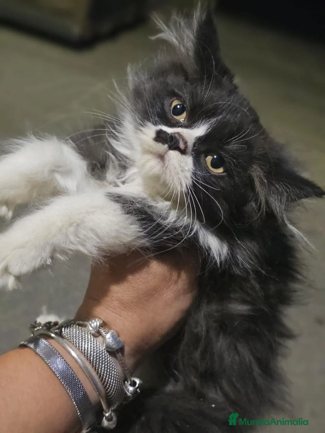 Persa gatos en venta: Persa en Sevilla - Anuncio 3