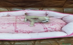 Chihuahua perros en venta: Chihuahua toy  - Imagen 6