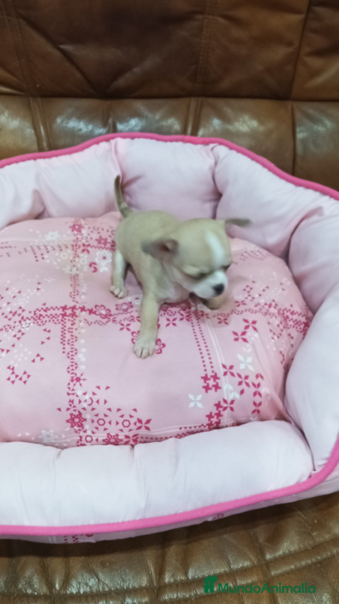Chihuahua perros en venta: Chihuahua toy  - Imagen 6