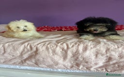 Caniche Toy perros en venta: Caniches toy !! - Imagen 5