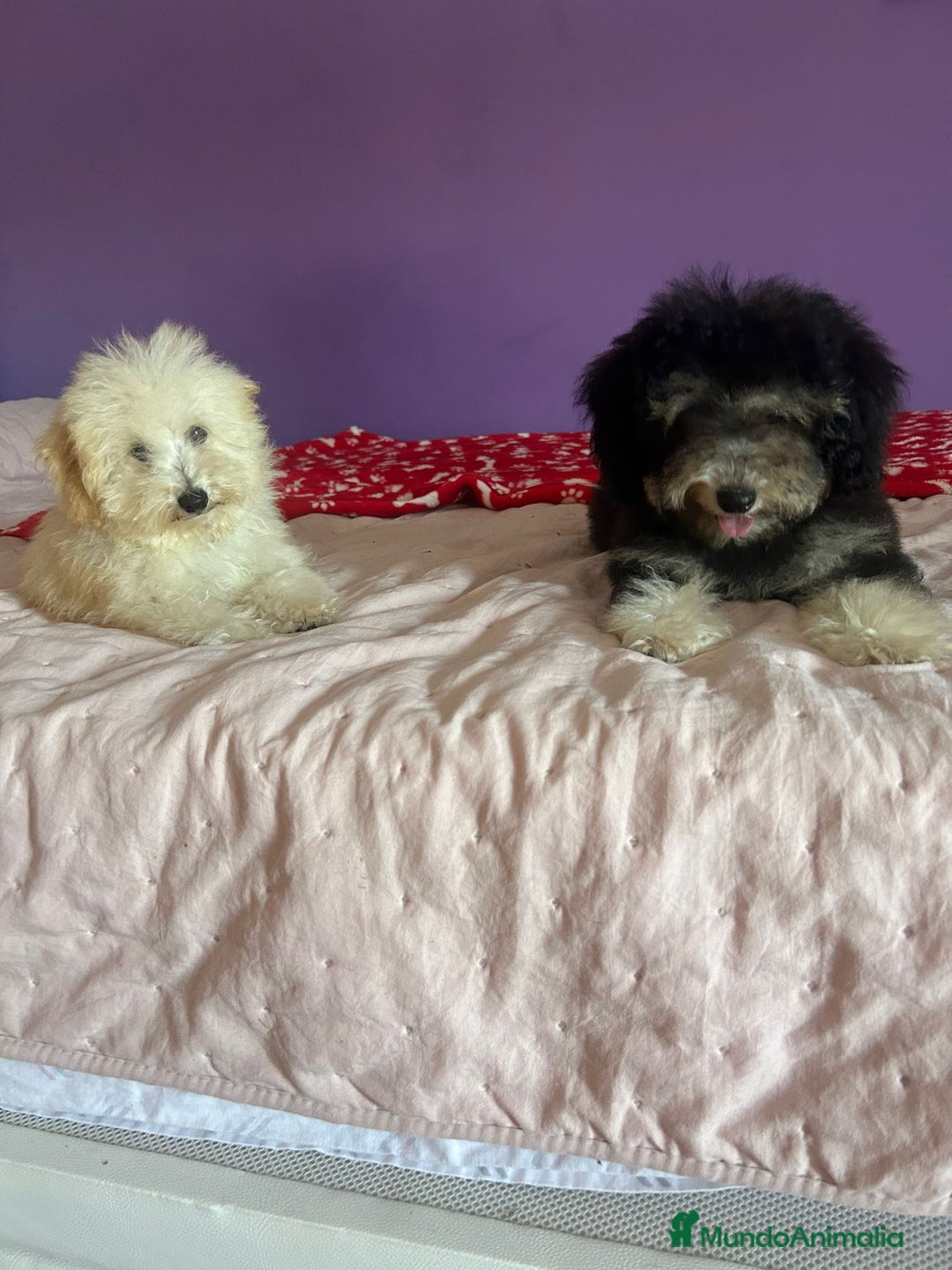 Caniche Toy perros en venta: Caniches toy !! - Imagen 5
