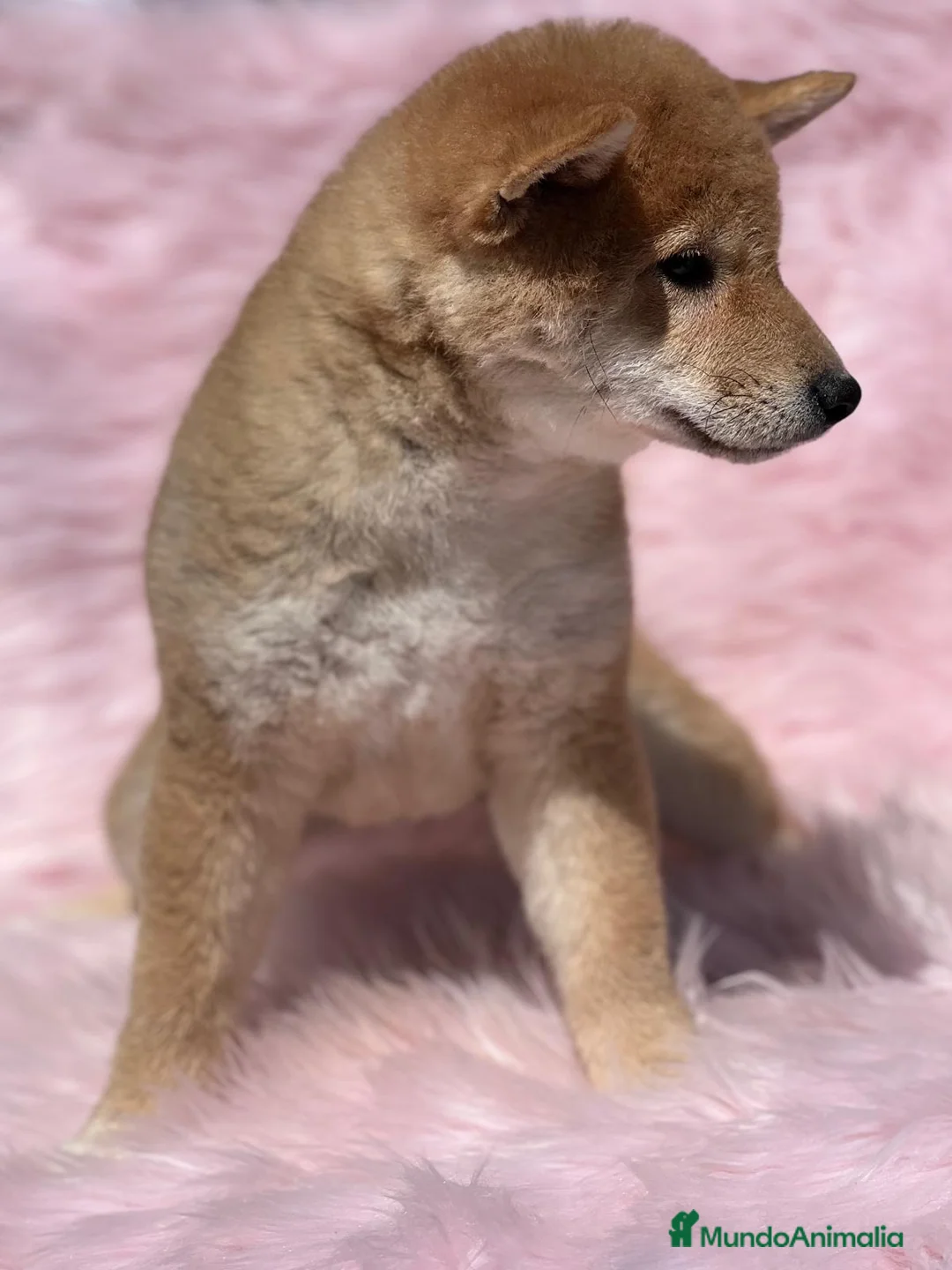 Shiba Inu perros en venta: SHIBA INU HEMBRA ROJA DISPONIBLE en Barcelona - Anuncio 5