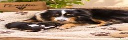 Perro Pastor de las Shetland perros en venta: PASTOR DE SHETLAND MACHO DISPONIBLE - Anuncio 2