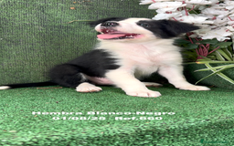 Border Collie perros en venta: Border Collie hembra - Imagen 9