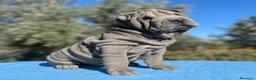Shar Pei perros en venta: ULTIMO MACHITO BLUE - Anuncio 1