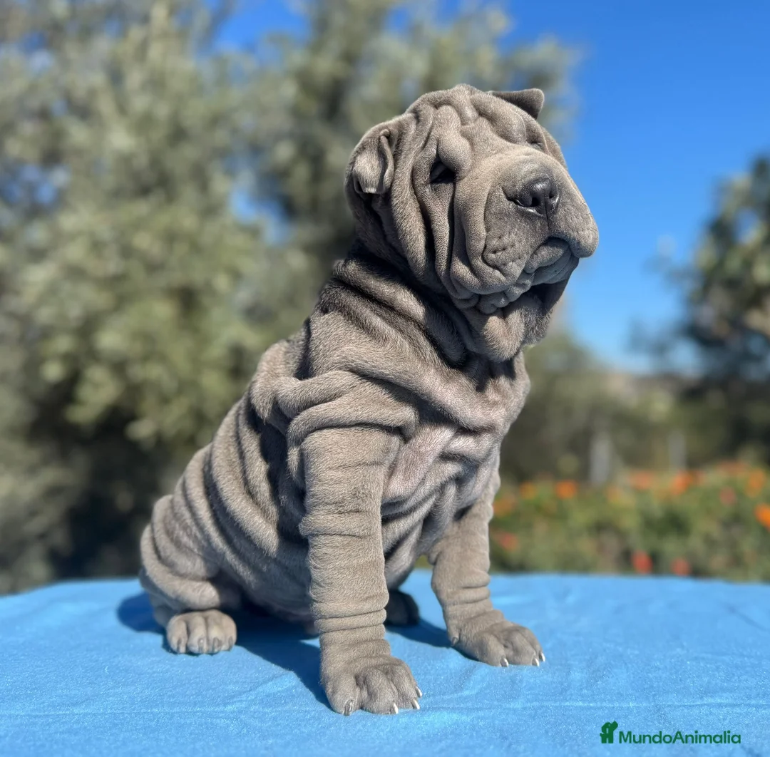 Shar Pei perros en venta: ULTIMO MACHITO BLUE - Anuncio 1