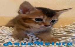 Abisinio gatos en venta: Abisinio Macho de Santa 1835 - AQUANATURA en Barcelona - Imagen 8