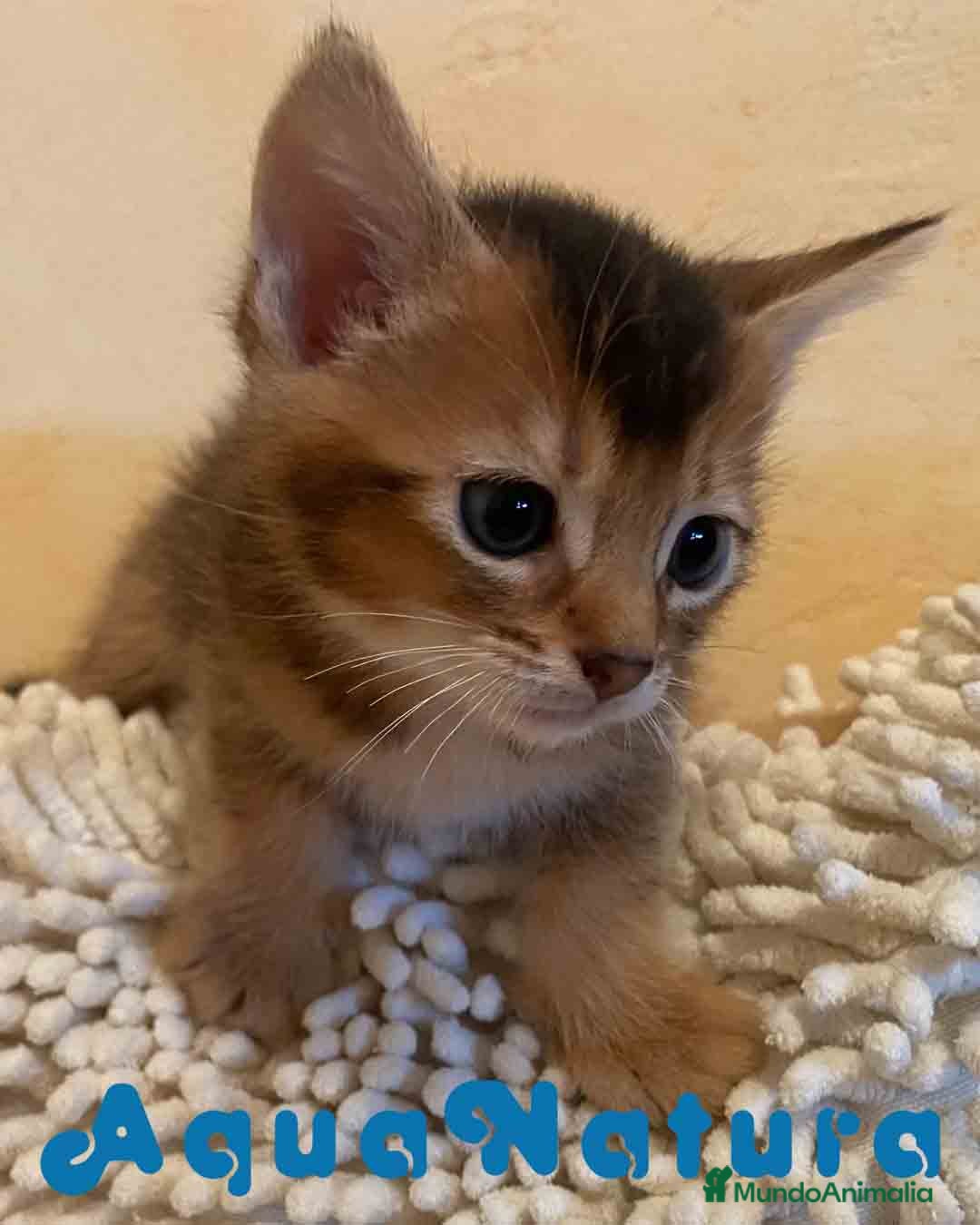 Abisinio gatos en venta: Abisinio Macho de Santa 1835 - AQUANATURA en Barcelona - Imagen 8
