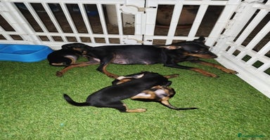Pinscher Miniatura perros - Propaganda 6