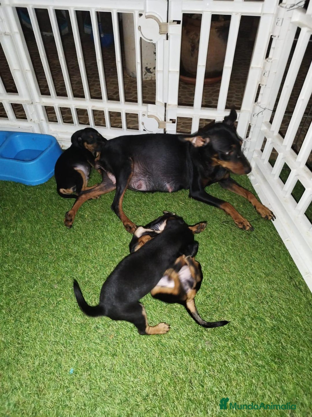 Pinscher Miniatura perros en venta: Mini-pinscher  - Imagen 3