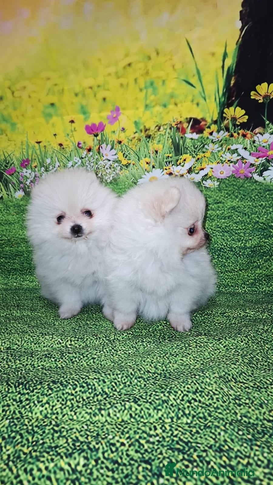 Pomerania perros LULUS POMERANEAS EXCLUSIVOS - Anuncio 10