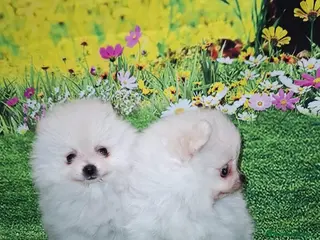 Pomerania perros LULUS POMERANEAS EXCLUSIVOS - Anuncio 10