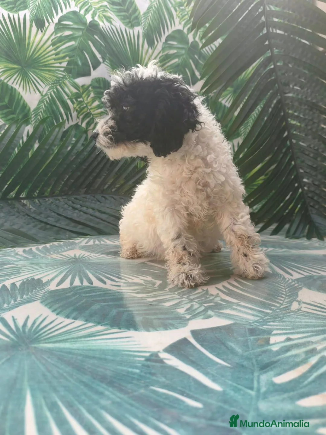 Perro de Agua Español perros en venta: Cachorros pda en Salamanca - Anuncio 11
