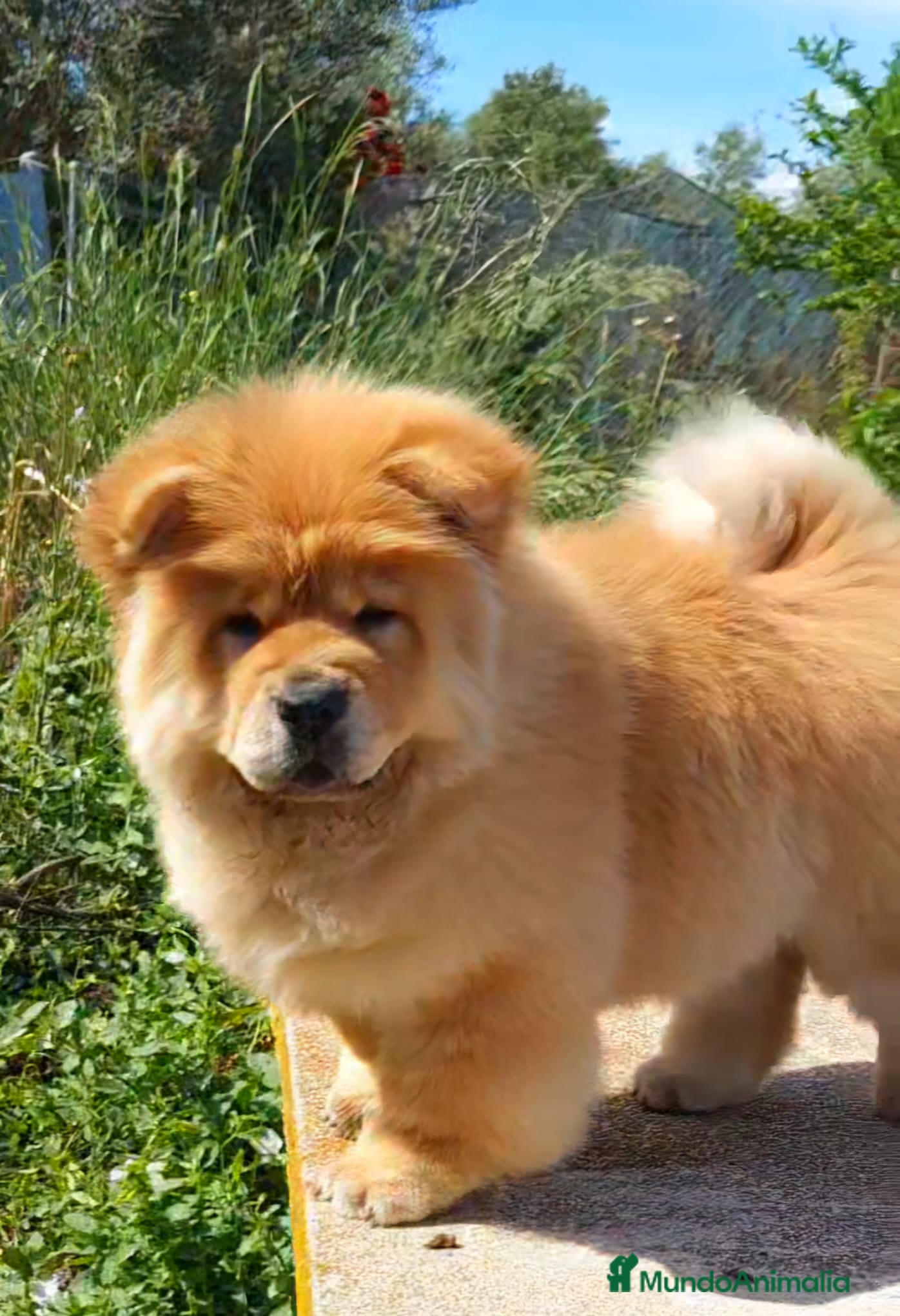 Chow Chow perros HEMBRA CHOW CHOW 4 MESES - Anuncio 7