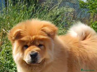 Chow Chow perros HEMBRA CHOW CHOW 4 MESES - Anuncio 7