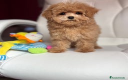 Maltipoo perros en venta: Maltipoo para noviembre/diciembre  - Imagen 3