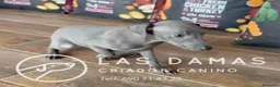 Pequeño Lebrel Italiano perros en venta: Galgo lebrel italiano - Anuncio 2