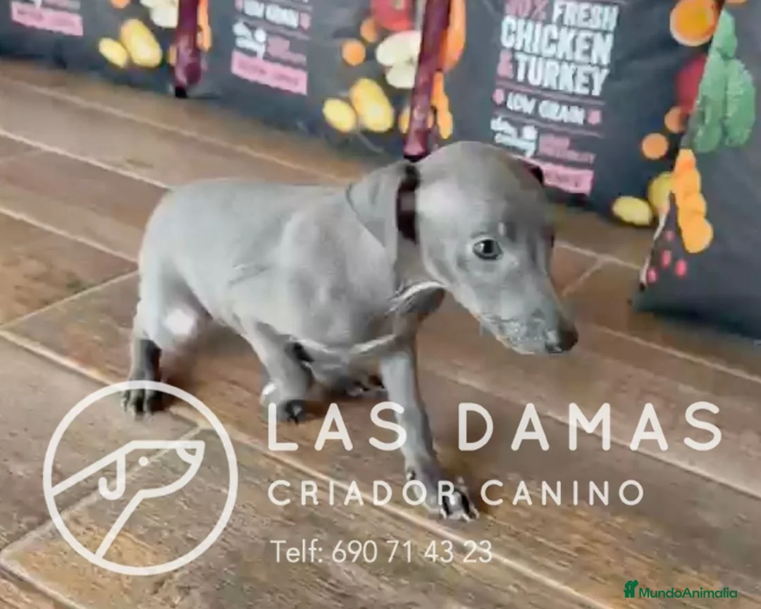 Pequeño Lebrel Italiano perros en venta: Galgo lebrel italiano - Anuncio 2