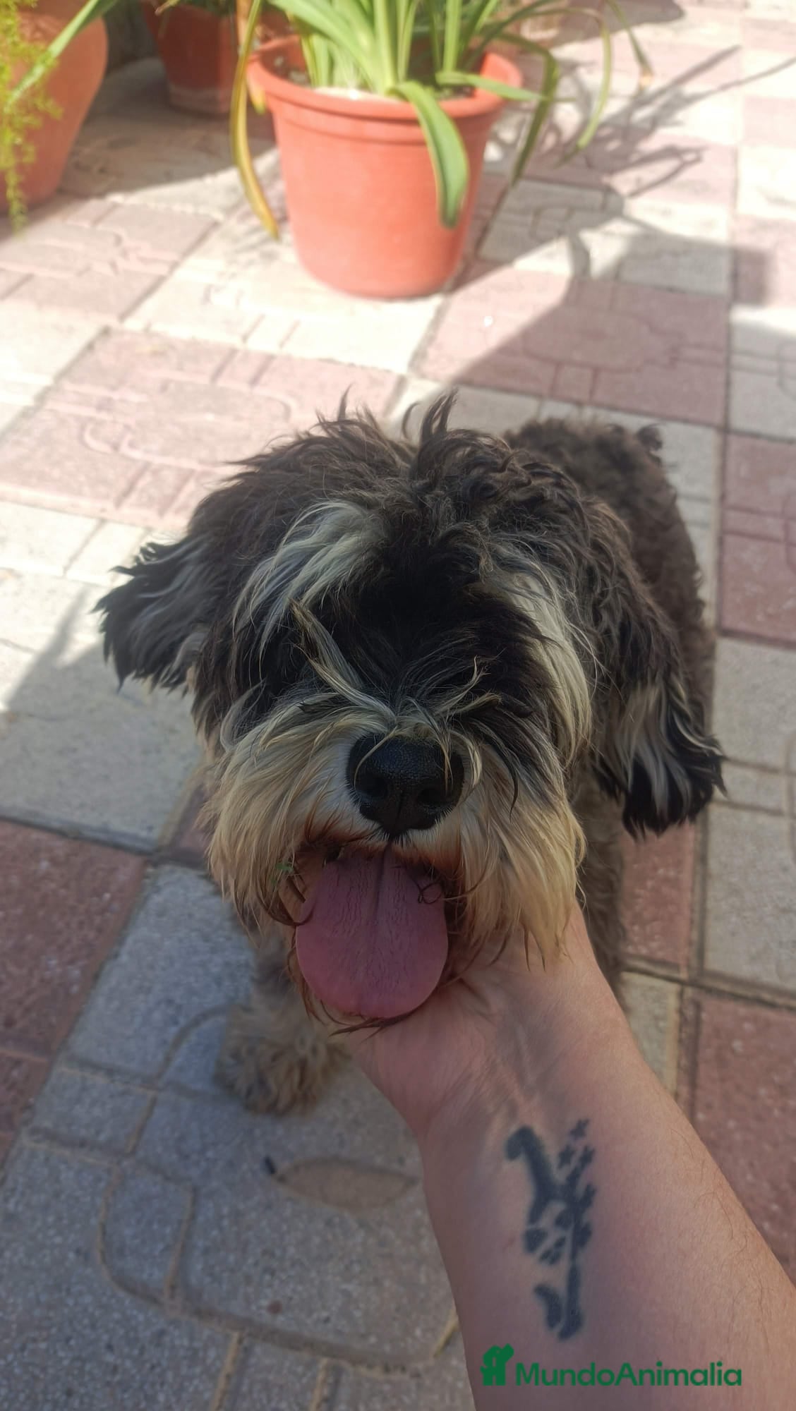 Schnauzer Miniatura perros Schnauzer mini - Anuncio 2