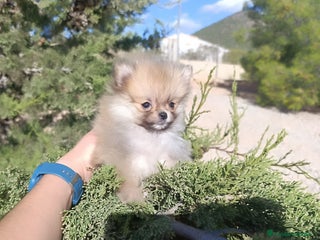 Pomerania perros - Anuncio 31
