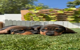 Teckel Miniatura perros en venta: TECKEL MINIATURA MACHO - Imagen 9