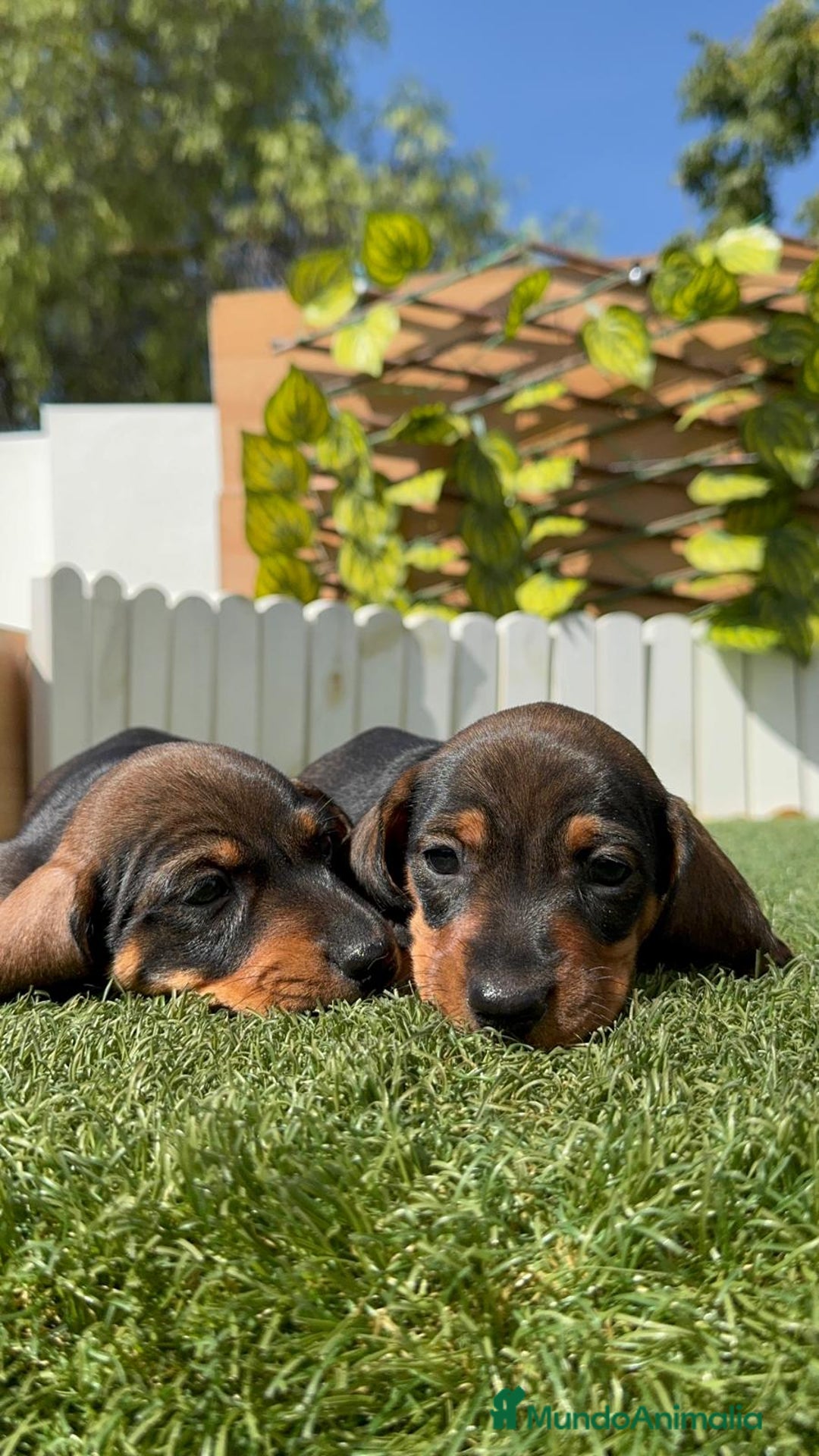 Teckel Miniatura perros en venta: TECKEL MINIATURA MACHO - Imagen 9