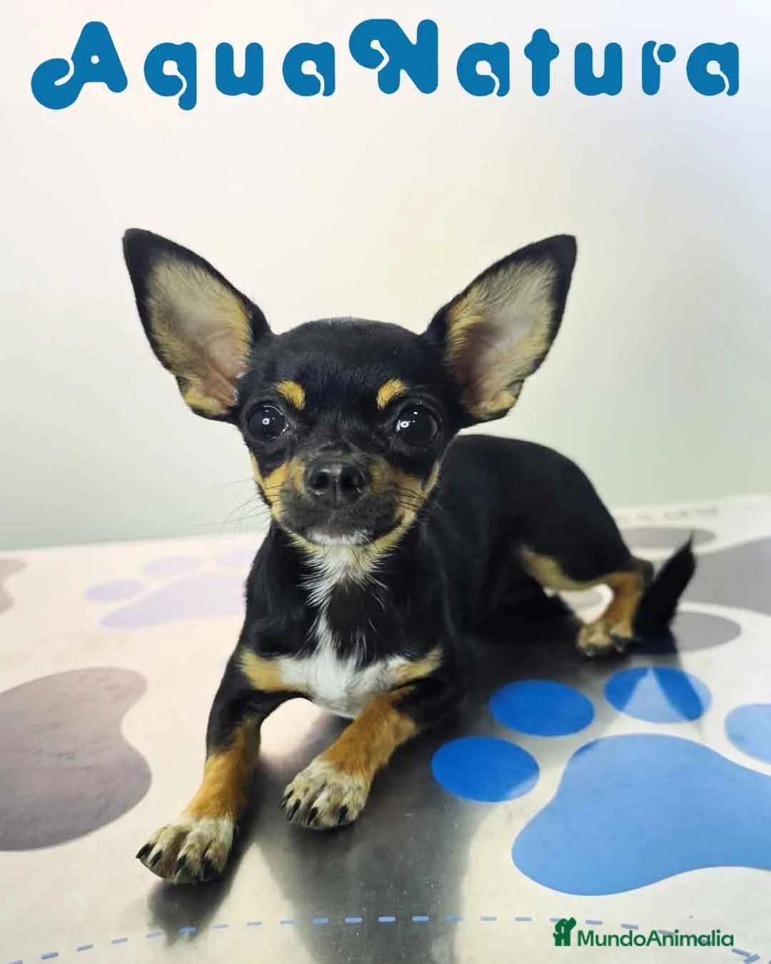 Chihuahua perros en venta: Chihuahua Hembra 1921 AQUANATURA - Anuncio 12