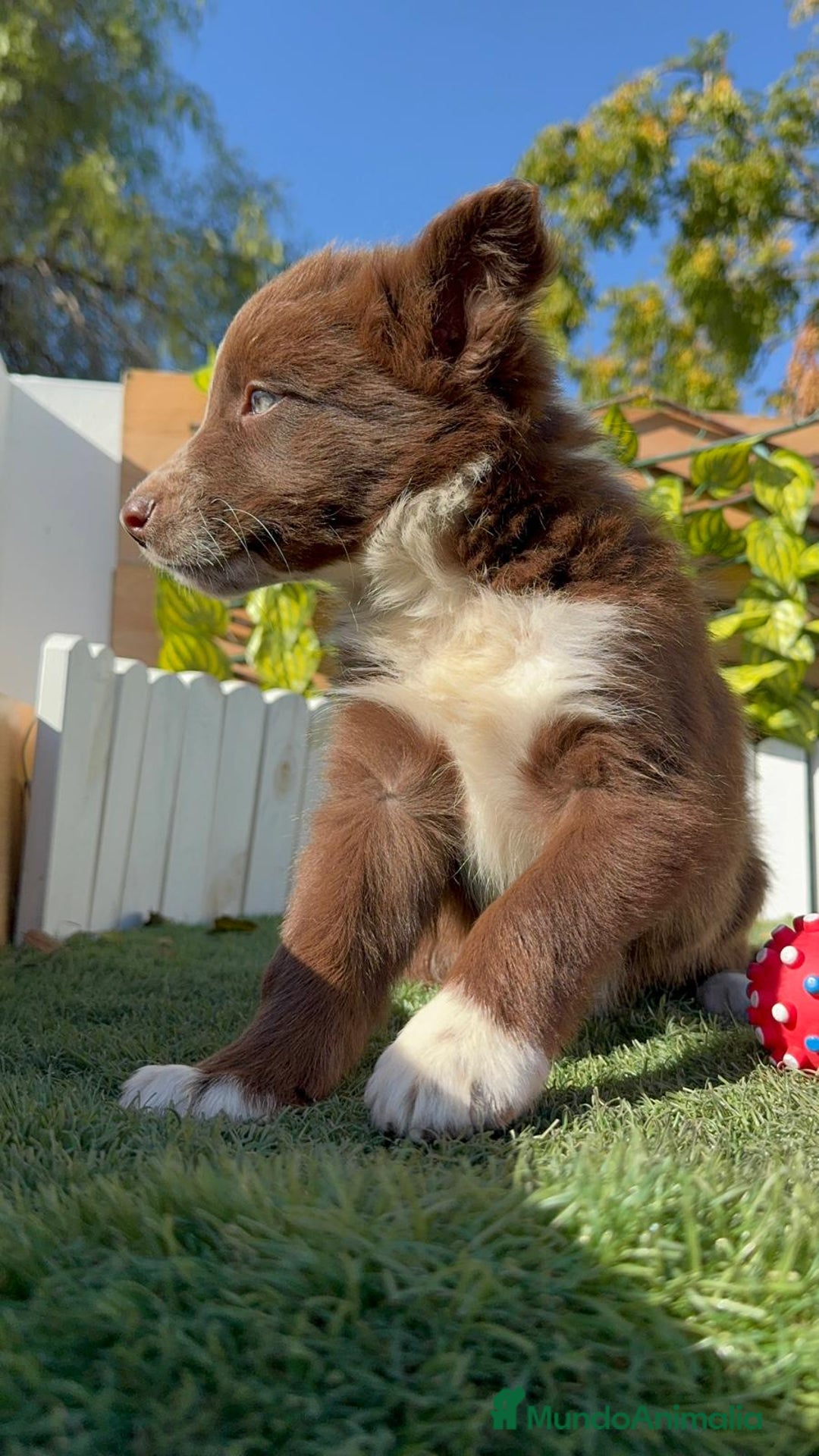 Border Collie perros en venta: BORDER COLLIE MACHO - Anuncio 5