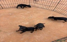 Pinscher Miniatura perros en venta: Pinscher miniatura negro fuego  - Anuncio 9