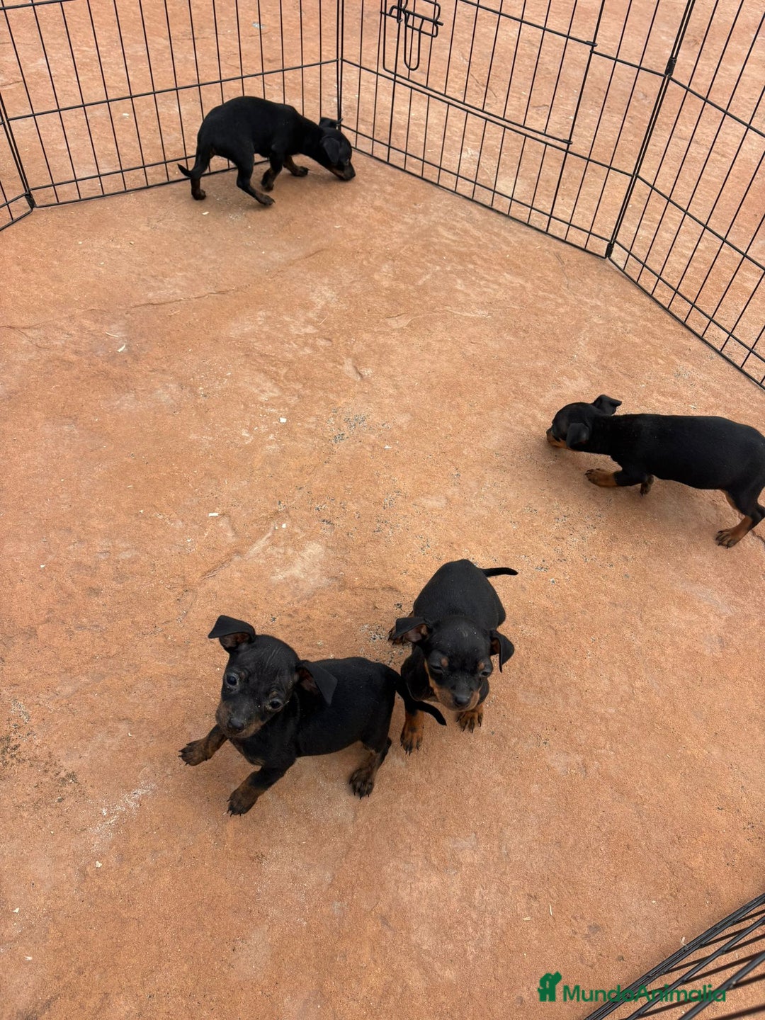 Pinscher Miniatura perros en venta: Pinscher miniatura negro fuego  - Anuncio 9