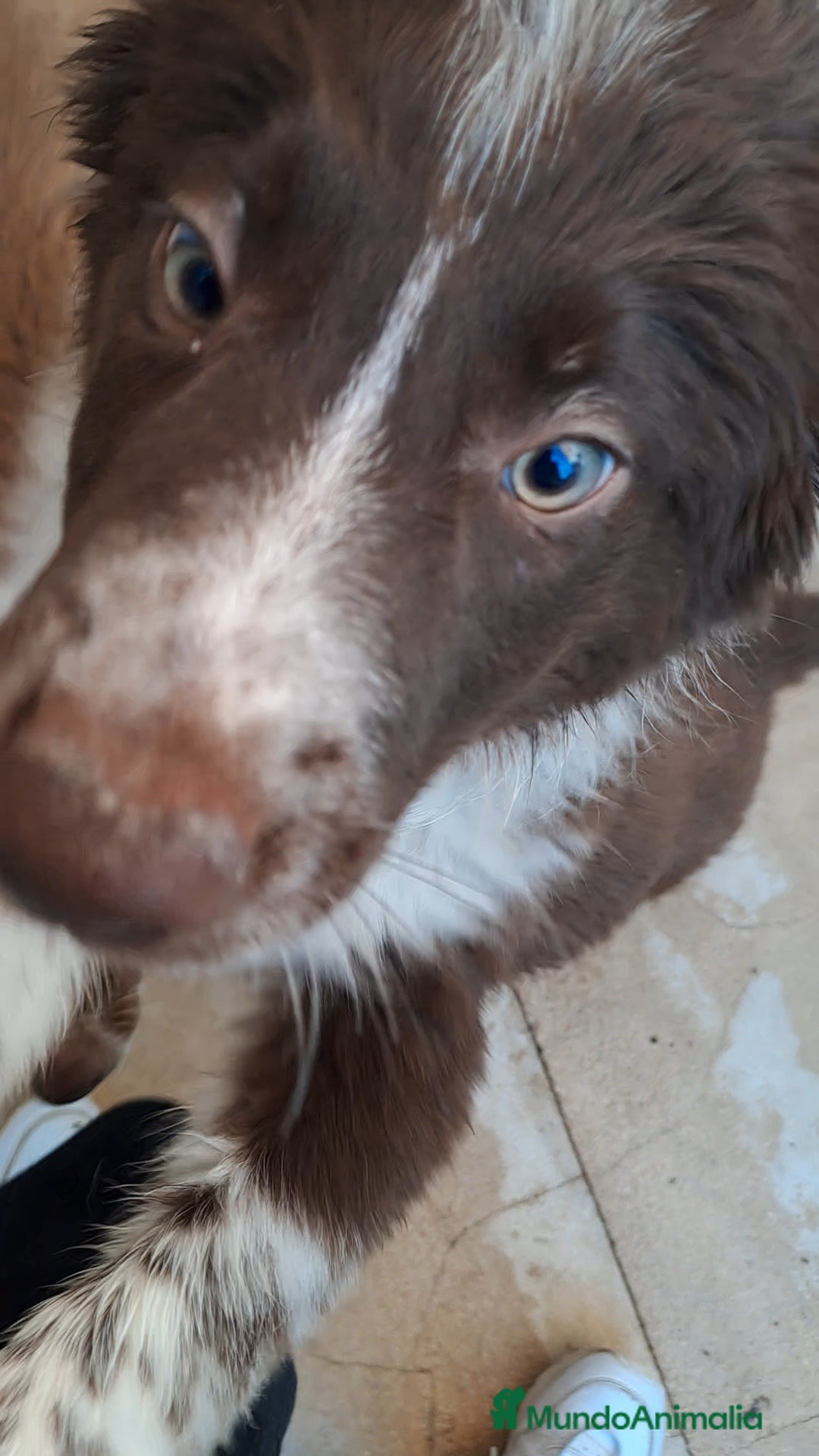 Border Collie perros en venta: Border collie  - Imagen 3
