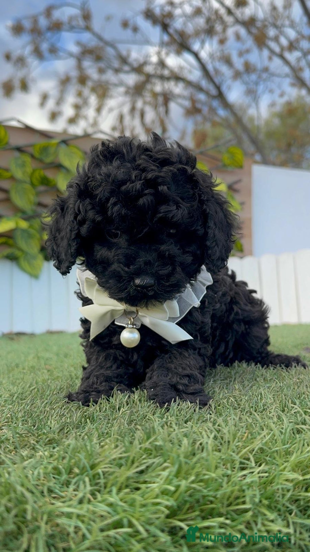 Caniche Toy perros en venta: CANICHE TOY MACHO - Anuncio 15