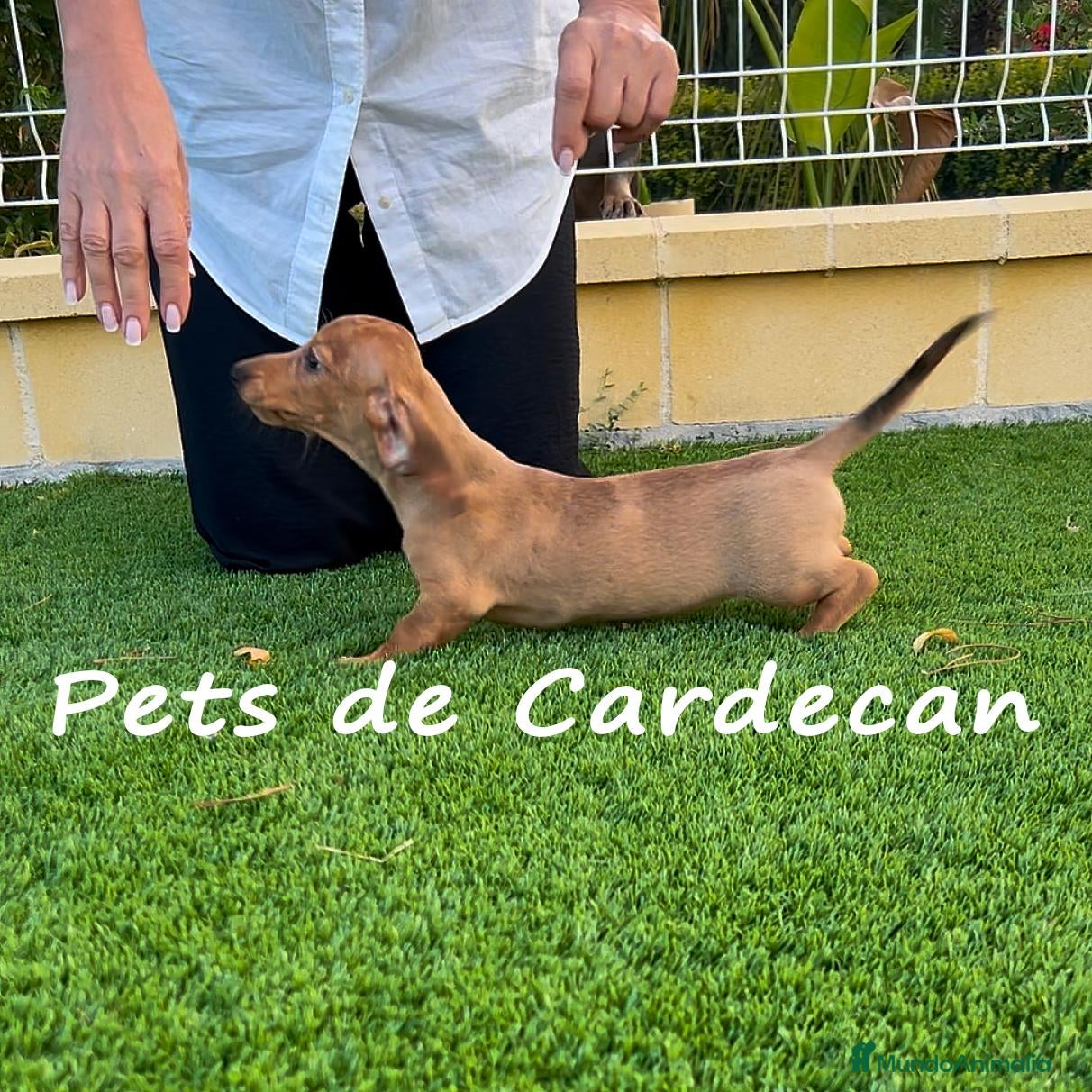 Teckel perros TECKEL HEMBRA ROJA - Anuncio 2