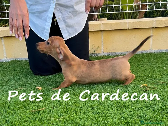 Teckel perros TECKEL HEMBRA ROJA - Anuncio 2
