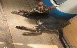 Bengalí gatos en venta: Bengalí marble - Imagen 1