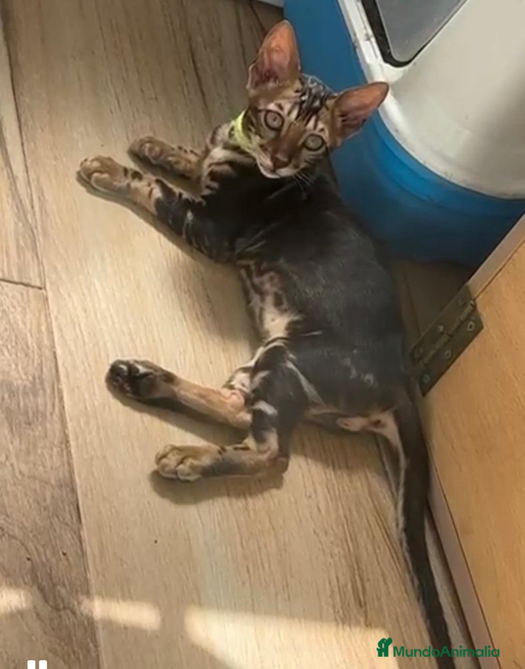 Bengalí gatos en venta: Bengalí marble - Imagen 1