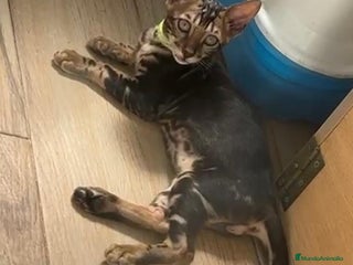 Bengalí gatos - Anuncio 1