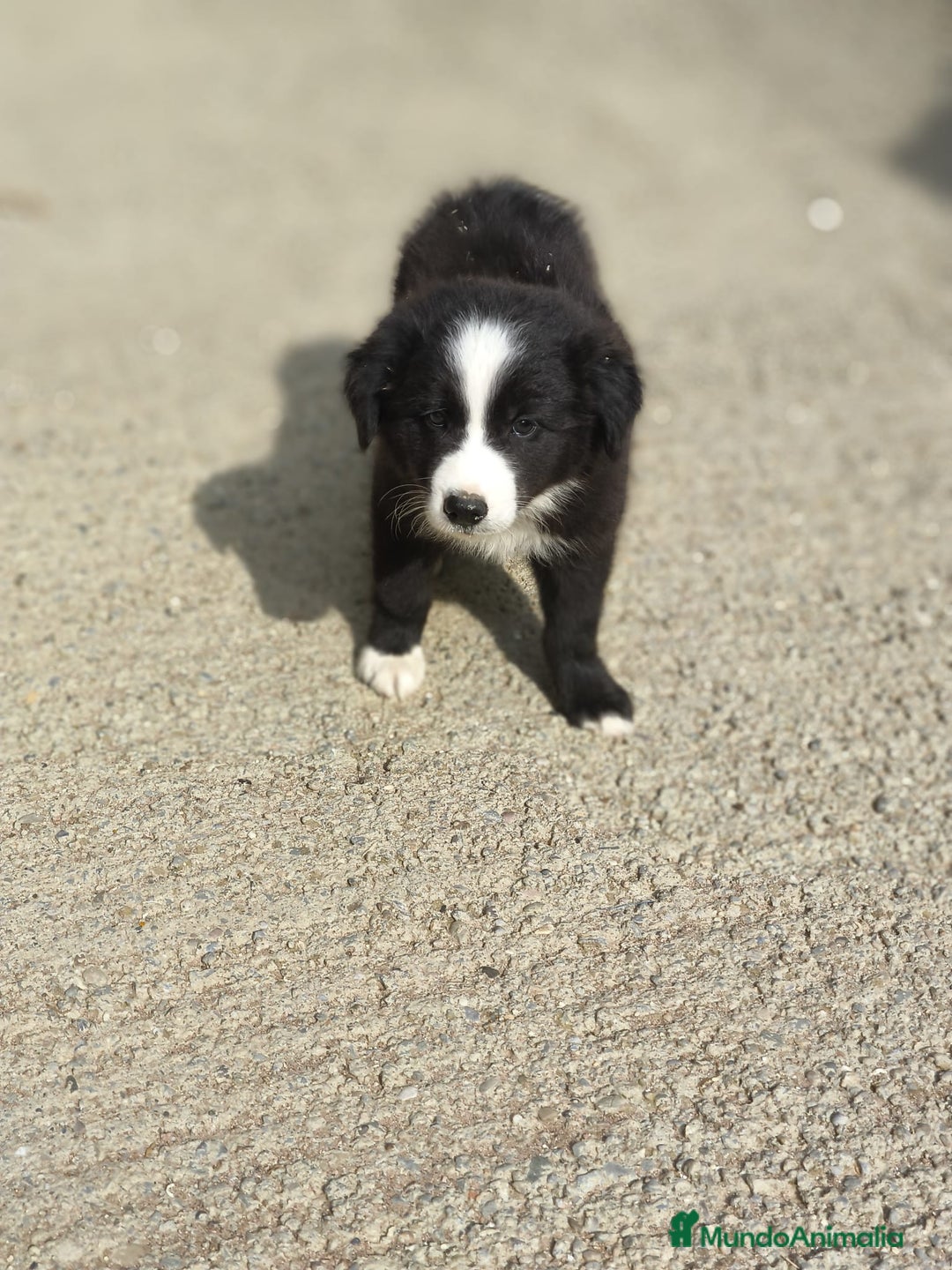 Border Collie perros en venta: Cachorros border collie blanco y negro  - Imagen 6
