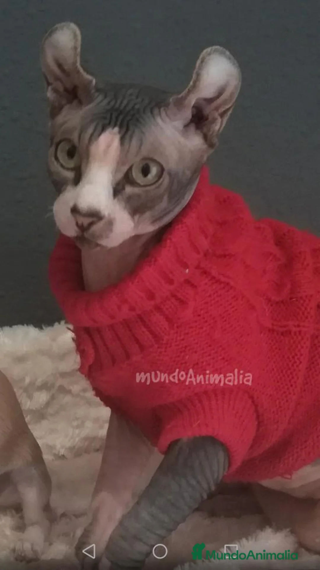 Imagen de galería {{count}}