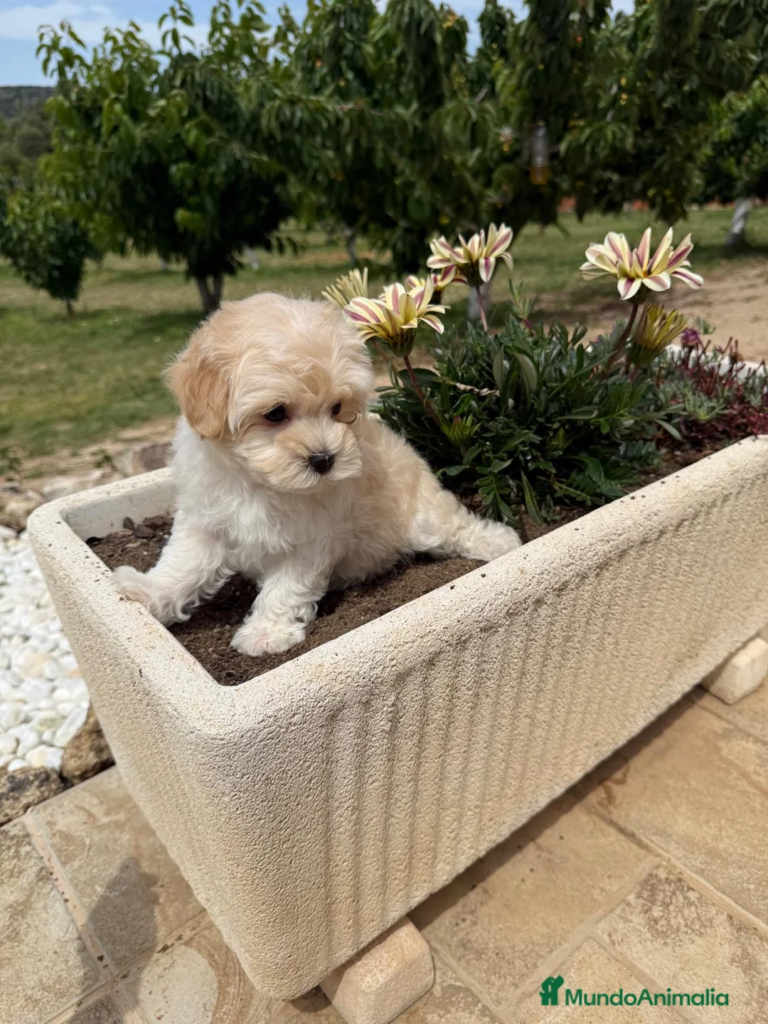 Maltipoo perros en venta: Maltipoo hembra TOY - Anuncio 9