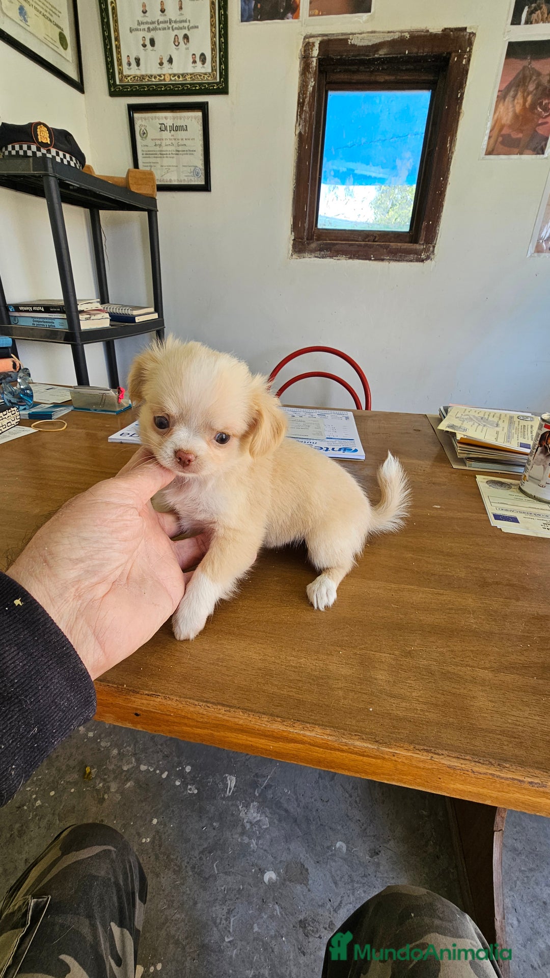 Chihuahua perros en venta: Bonitos chihuahuas  - Anuncio 2
