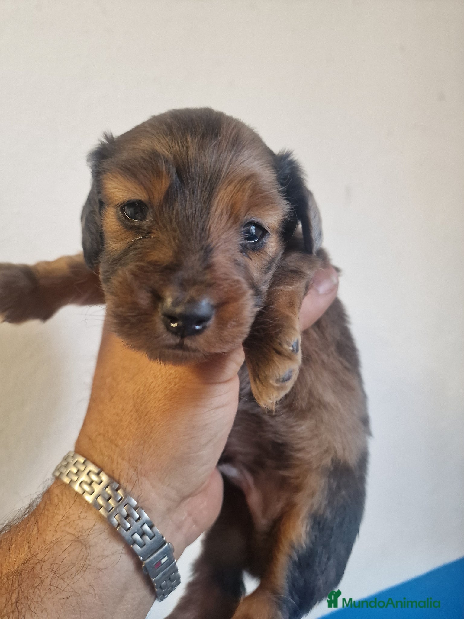 Teckel Miniatura perros Teckel pelo largo - Anuncio 1