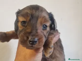 Teckel Miniatura perros Teckel pelo largo - Anuncio 1