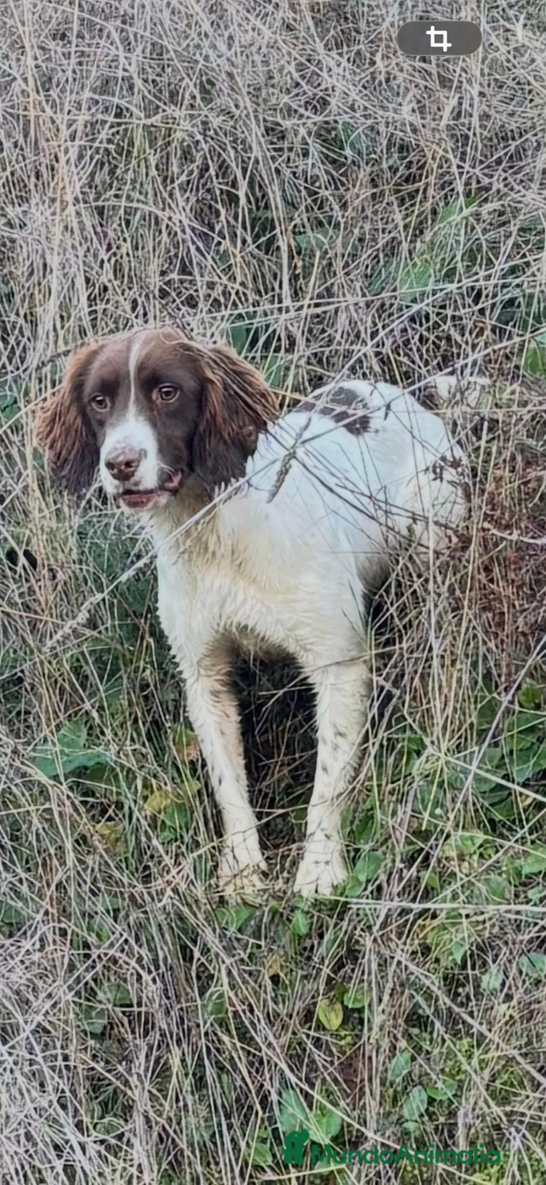 English Springer Spaniel perros en venta: Springer  - Anuncio 8