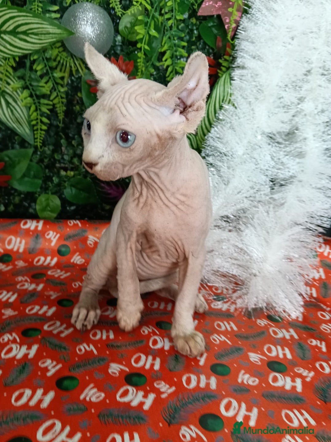 Sphynx gatos en venta: Gata egipcia  - Anuncio 3