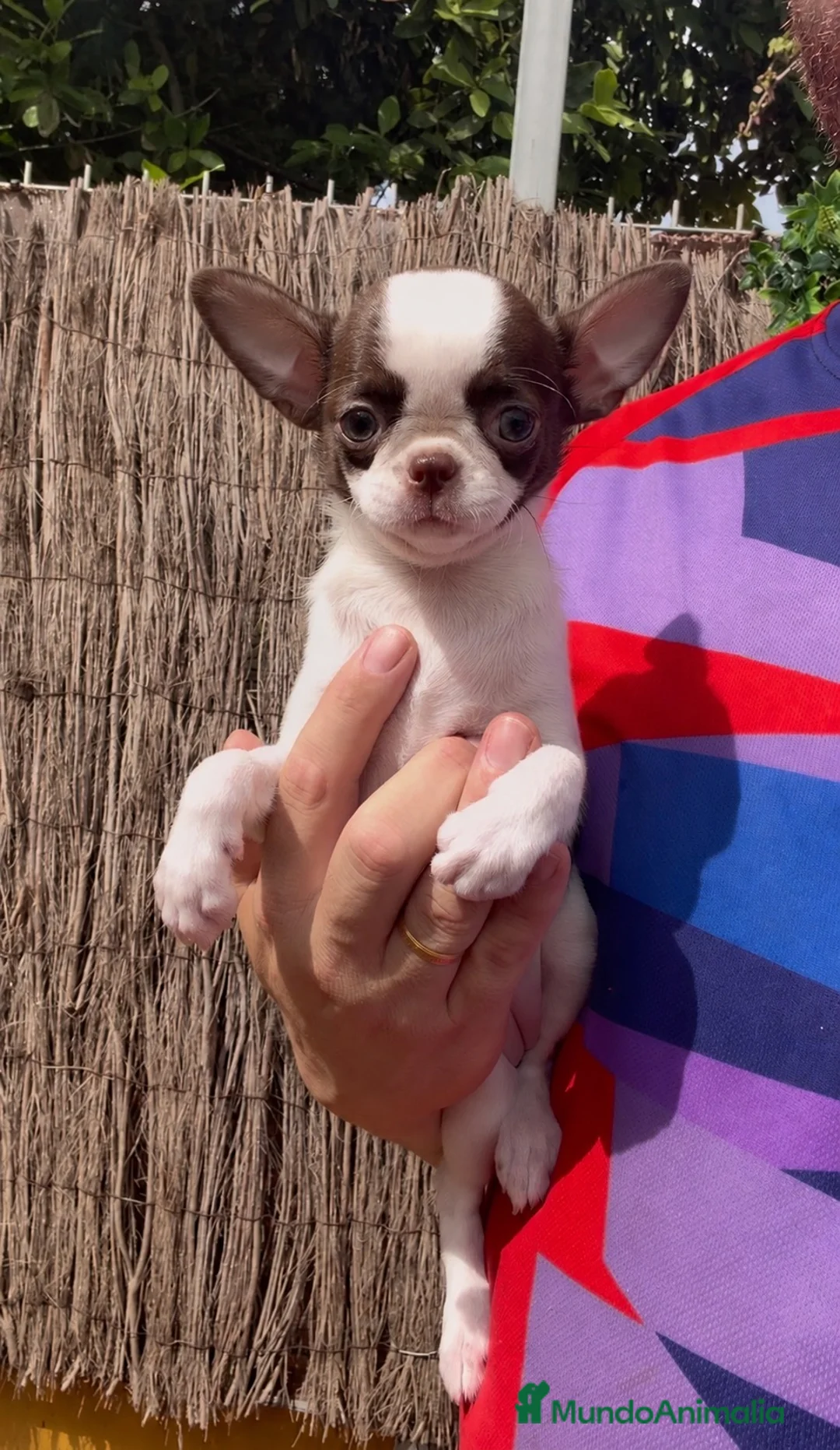 Chihuahua perros en venta: Chihuahua bicolor chocolate  - Anuncio 2